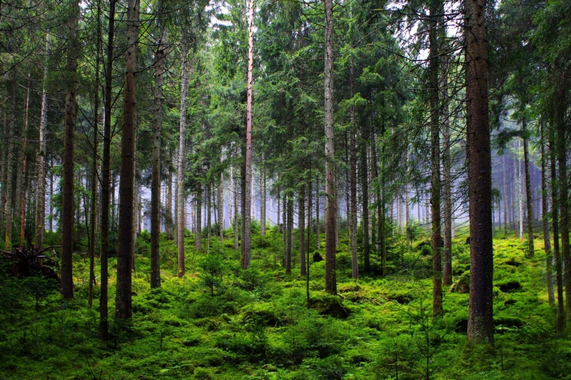 Nachhaltigkeit Wald Baeume gruen